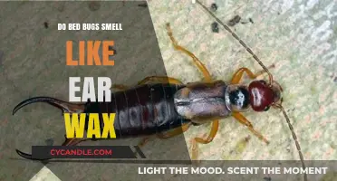 Unveiling the Truth: Do Bed Bugs Really Smell Like Ear Wax?