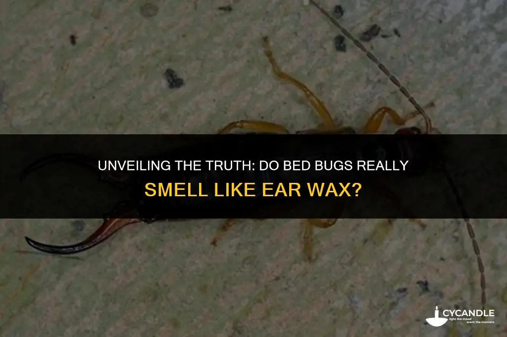 do bed bugs smell like ear wax