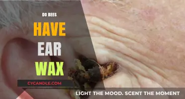 Buzzing with Curiosity: Do Bees Have Earwax?
