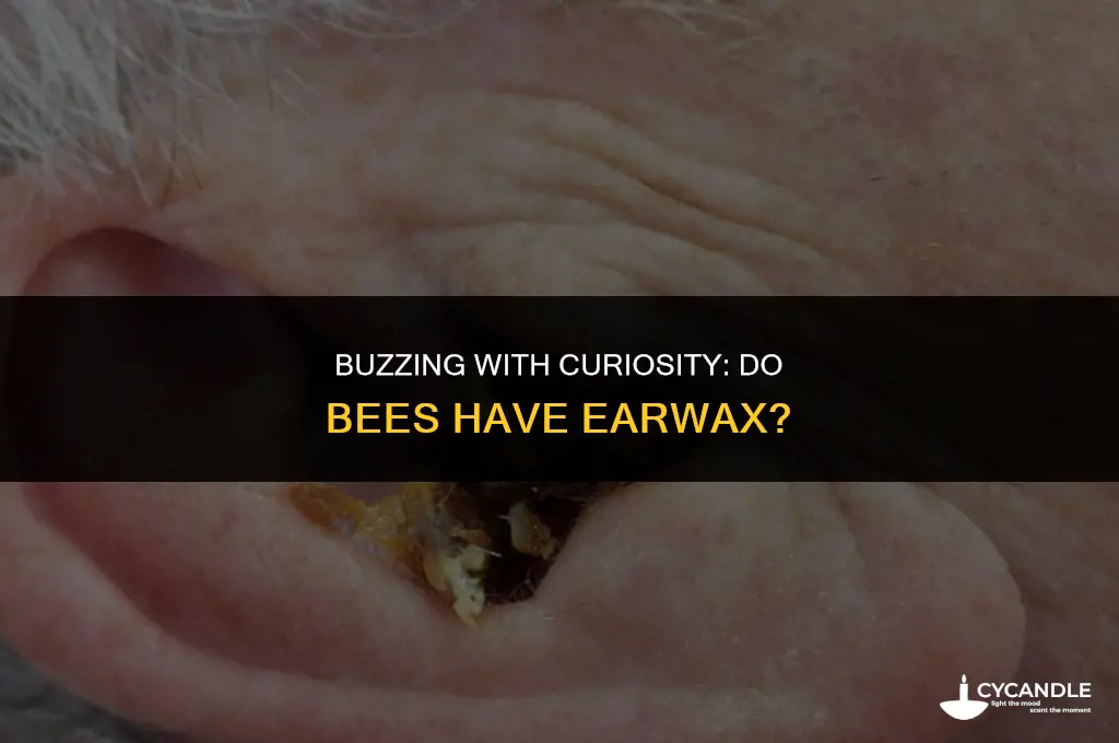 do bees have ear wax