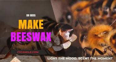 Do Bees Make Beeswax? Unveiling the Buzz Behind the Waxy Wonder