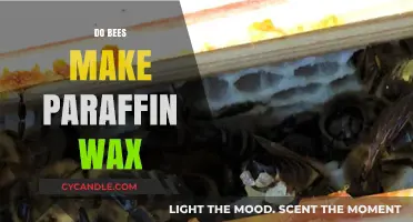 Do Bees Produce Paraffin Wax? Unraveling the Truth About Bee Wax