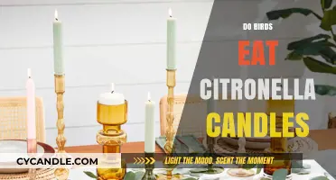 Do Citronella Candles Keep Birds Away?