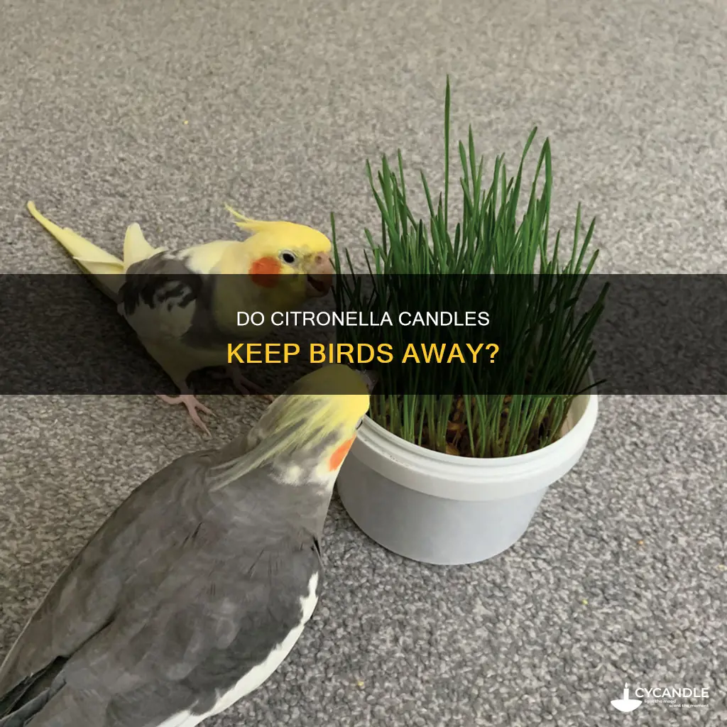 do birds eat citronella candles