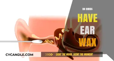 The Surprising Truth About Avian Ear Wax: What You Need to Know