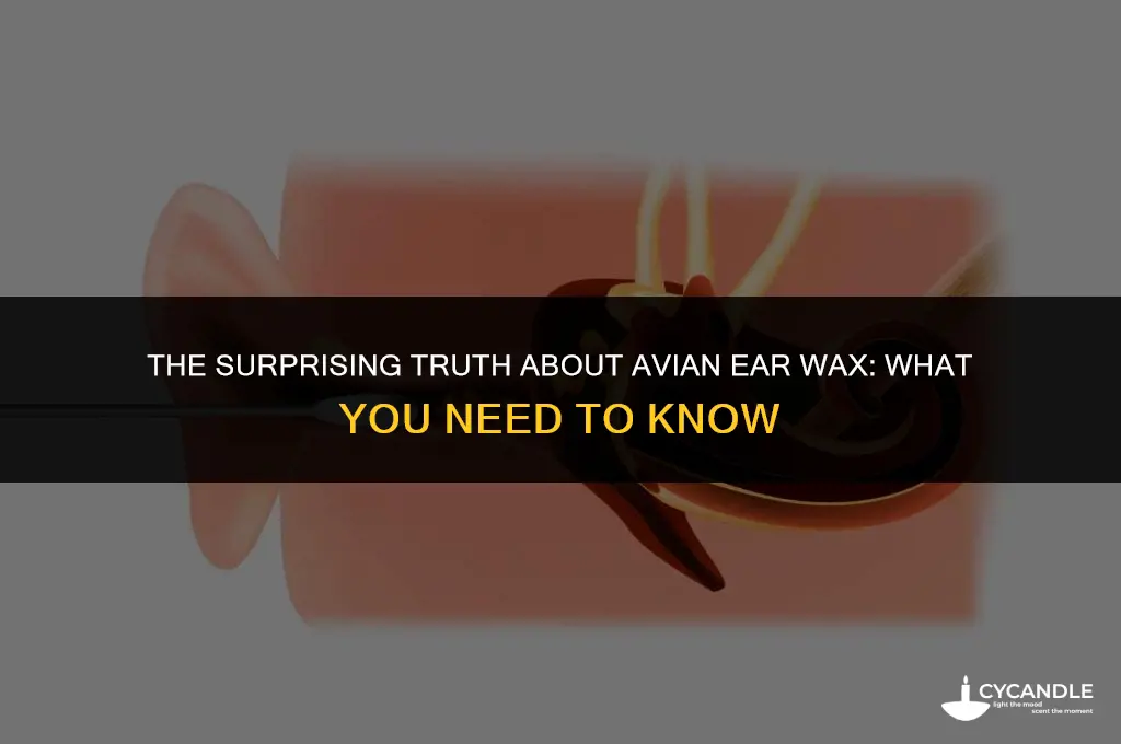 do birds have ear wax