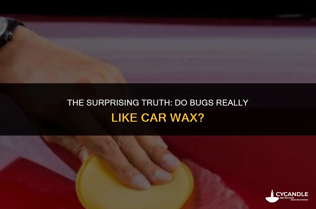 do bugs like car wax