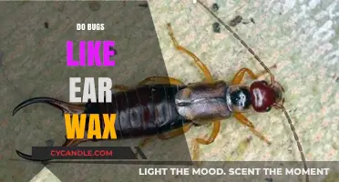 The Surprising Truth: Do Bugs Really Crave Ear Wax?