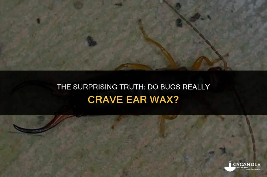 do bugs like ear wax
