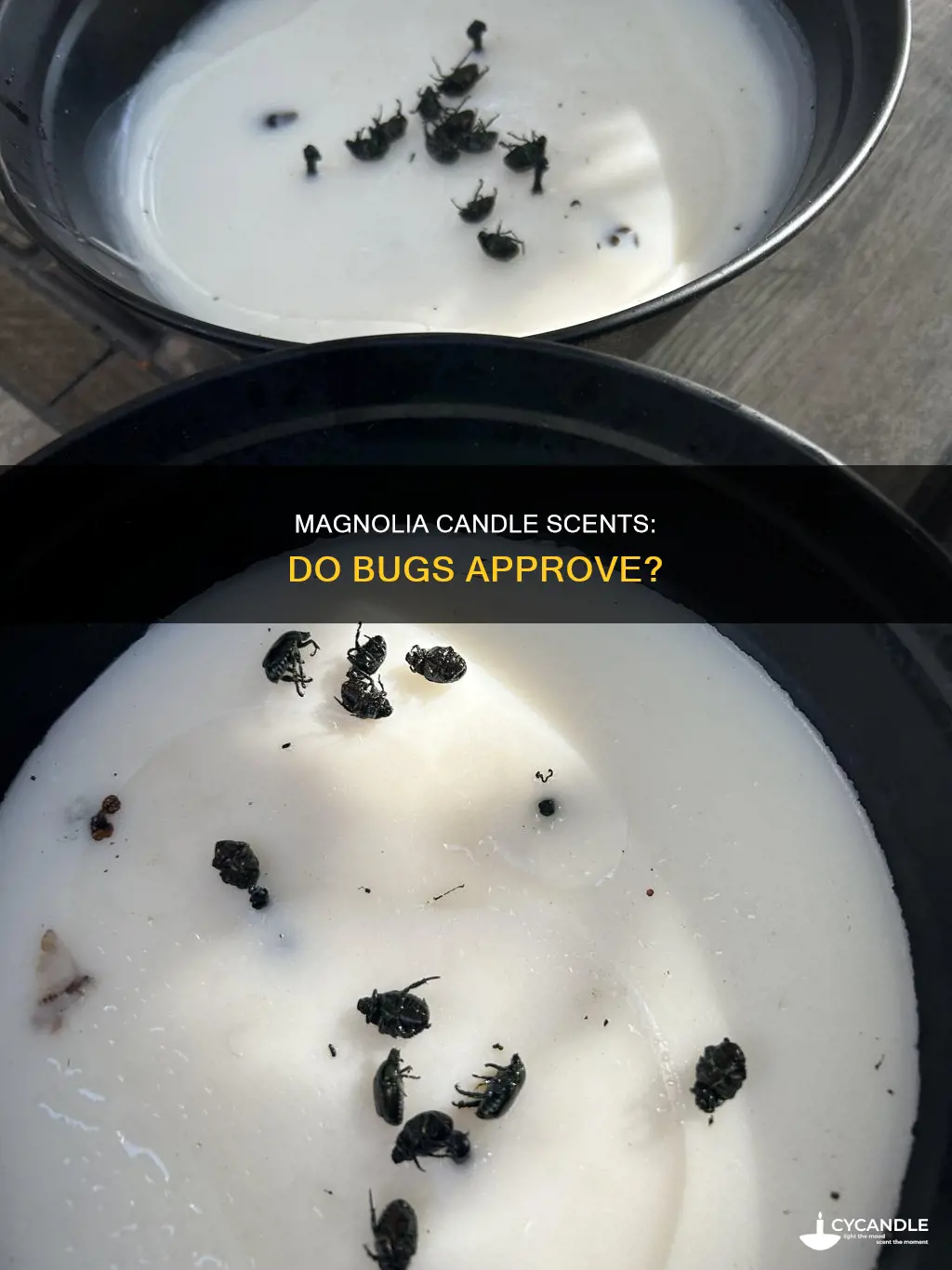 do bugs like magnolia candle smell