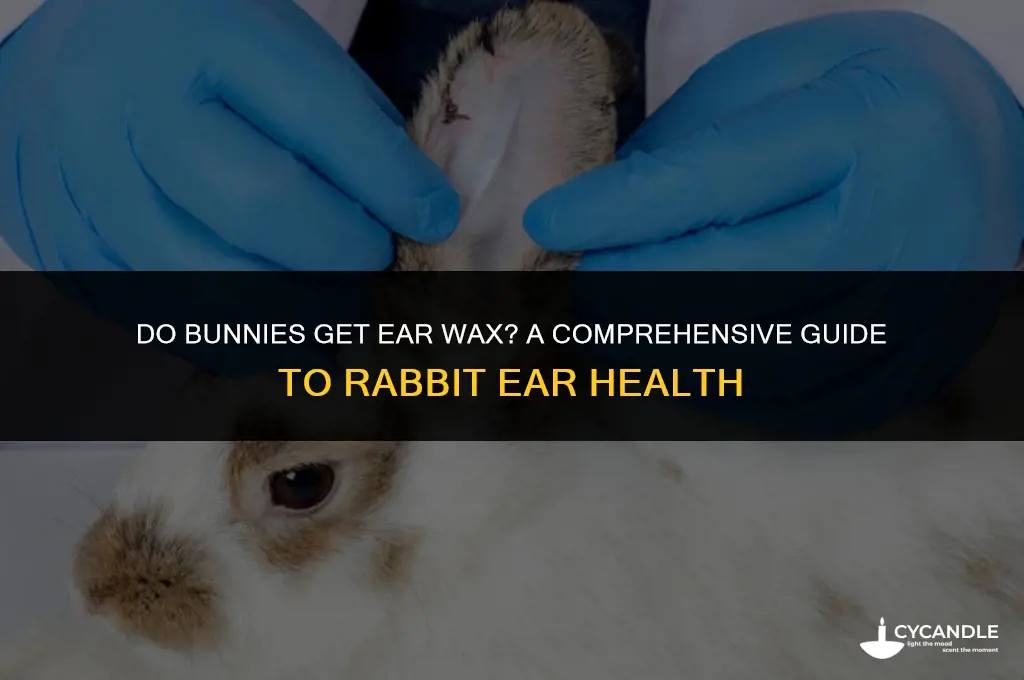 do bunnies get ear wax