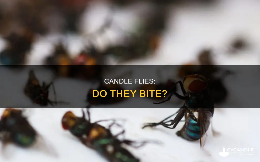 do candle flies bite