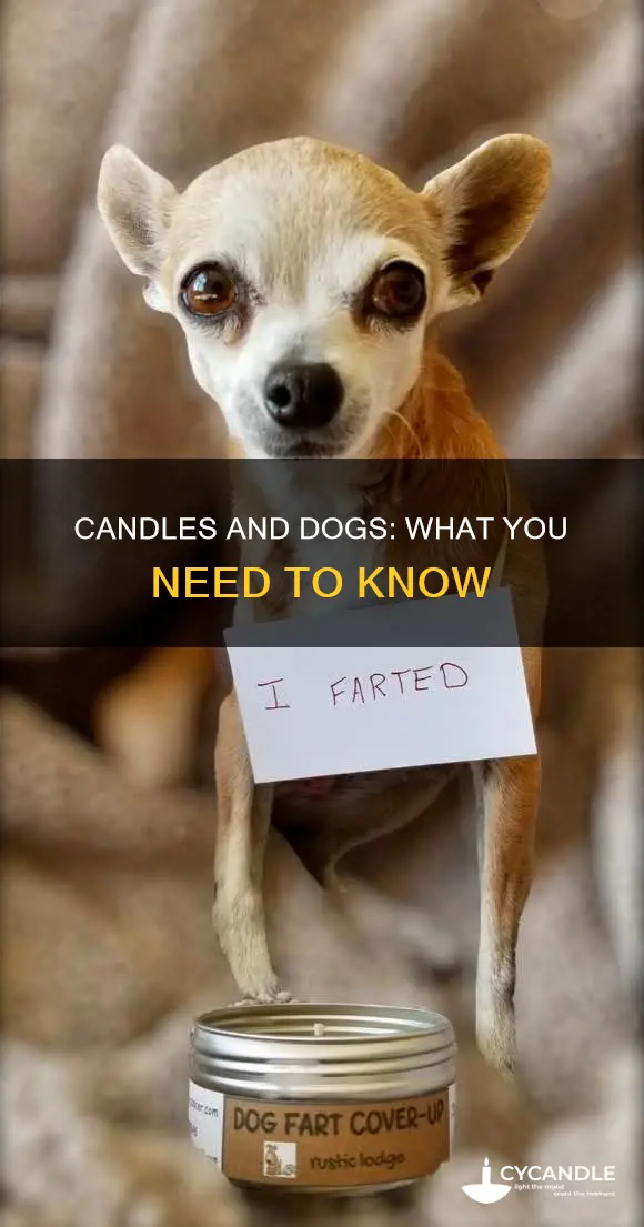 do candles affect dogs