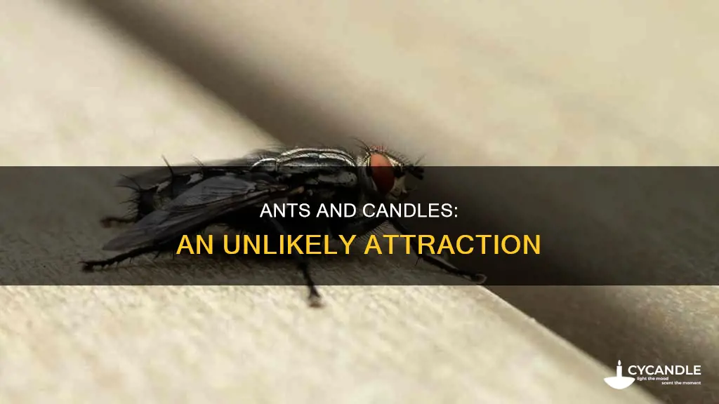 do candles attract ants