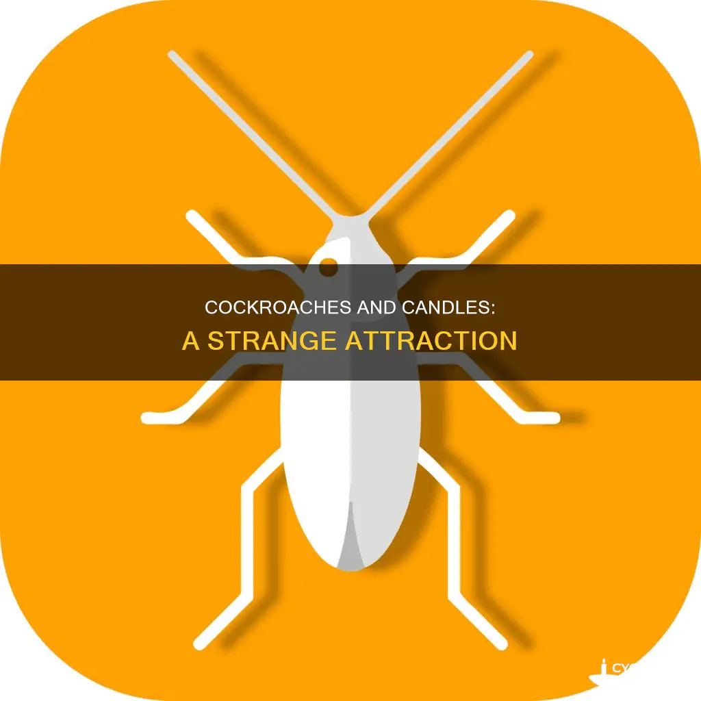 do candles attract cockroaches
