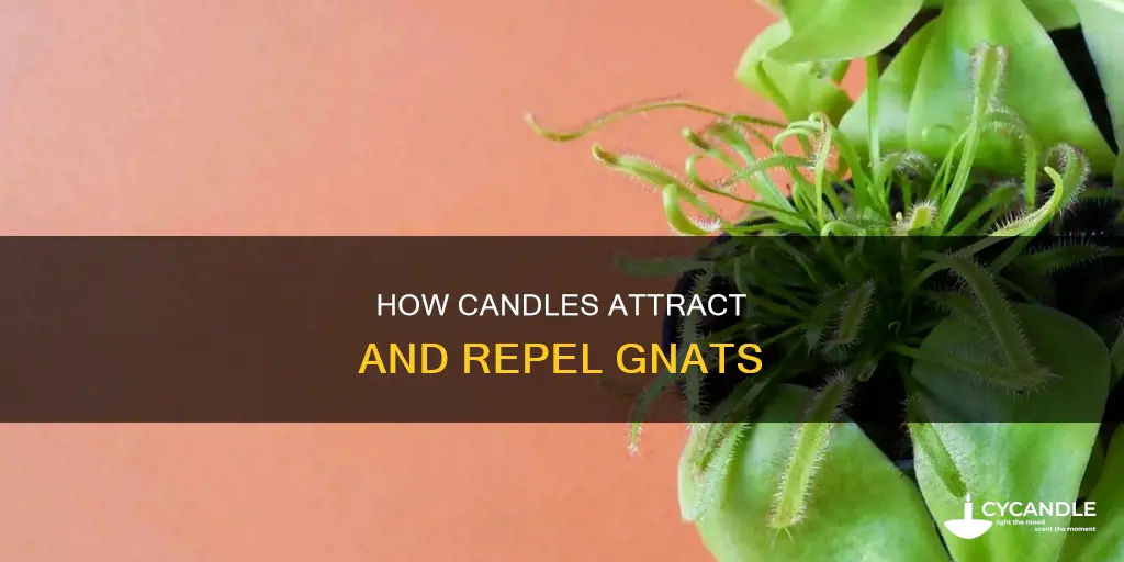 do candles attract gnats