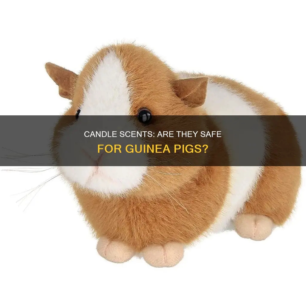 do candles bother guinea pigs