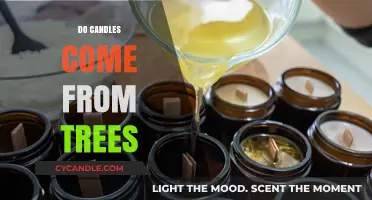 The Mystery of Candles: Tree-Based Origins?