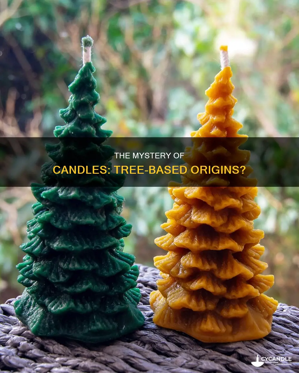 do candles come from trees