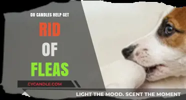 Can Candles Effectively Eliminate Fleas? Exploring Natural Pest Control Methods
