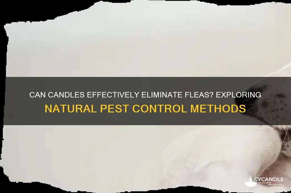 do candles help get rid of fleas