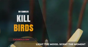 The Dark Side of Candles: Birds at Risk
