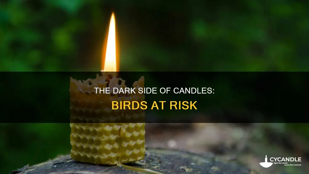 do candles kill birds