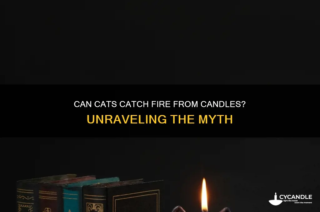 do cats ever light on fire from candle