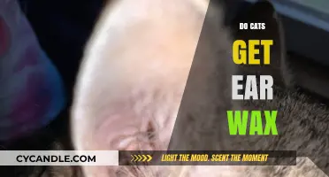 Feline Ear Hygiene: The Truth About Cat Ear Wax