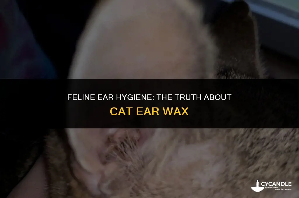 do cats get ear wax