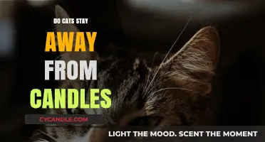 Cat Safety: Are Candles a Concern?