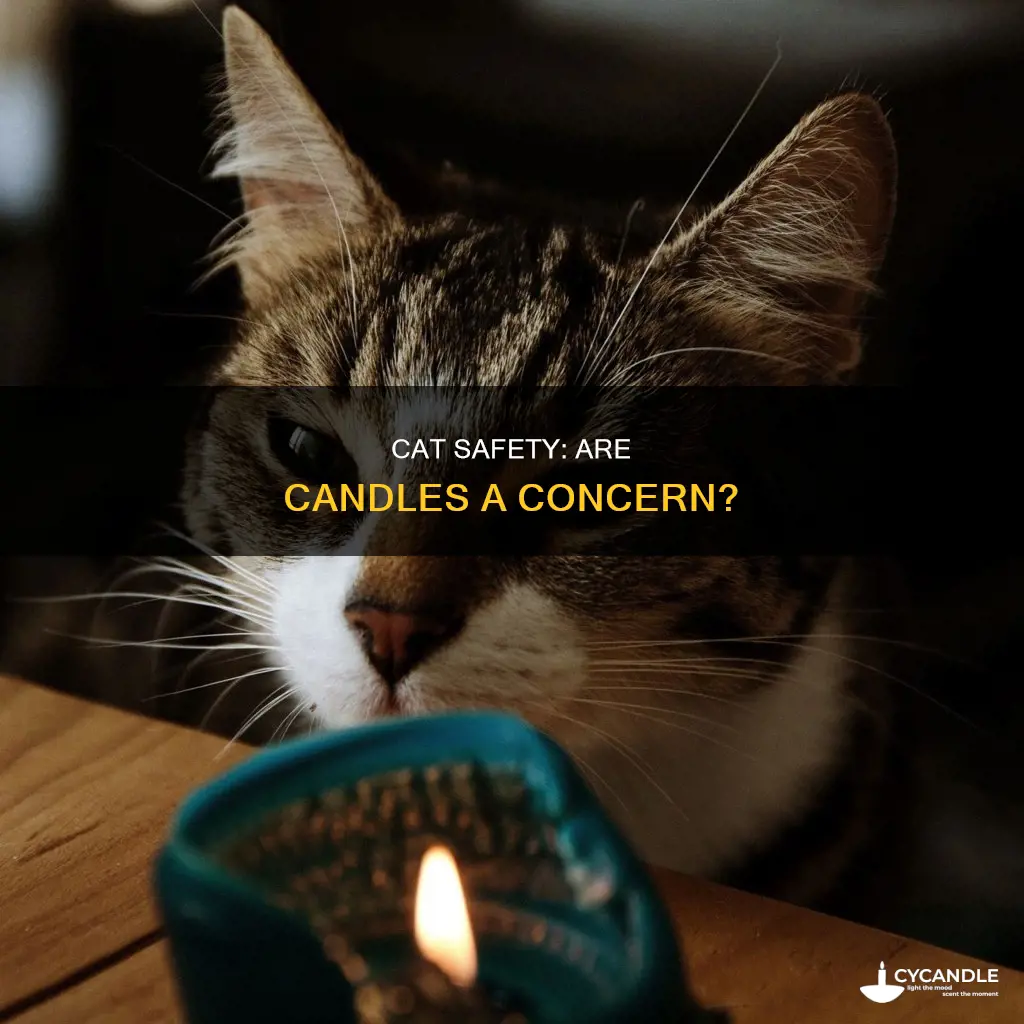 do cats stay away from candles