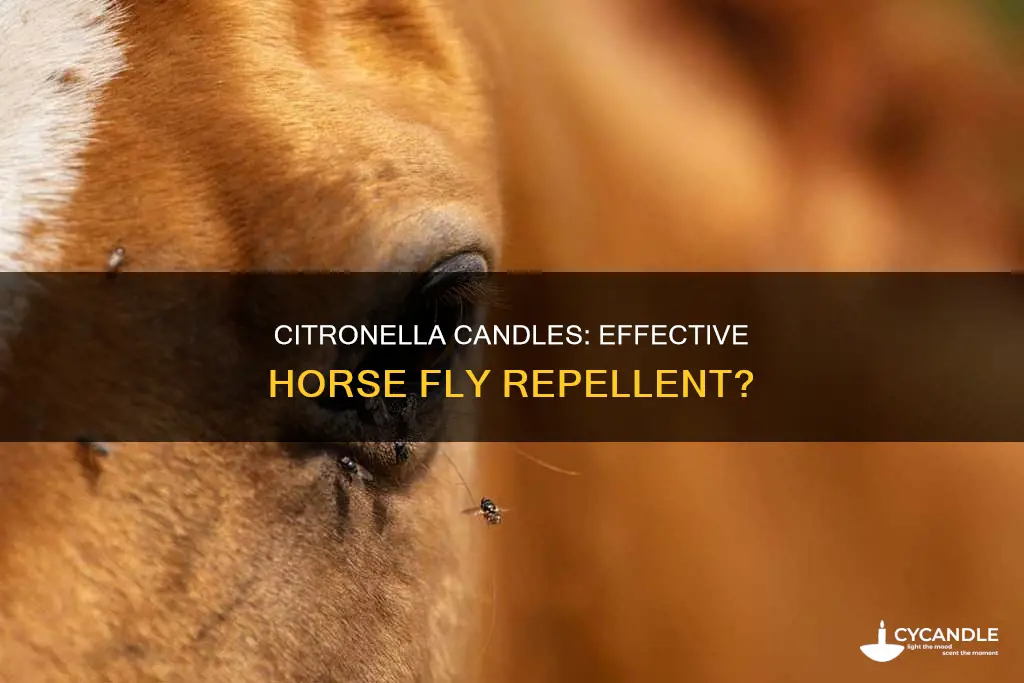 do citronella candles keep horse flies away