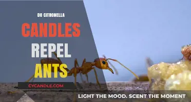 Citronella Candles: Effective Ant Repellent or Just a Myth?