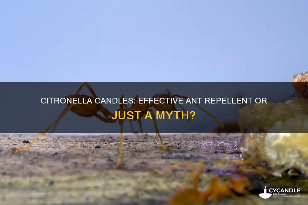 do citronella candles repel ants