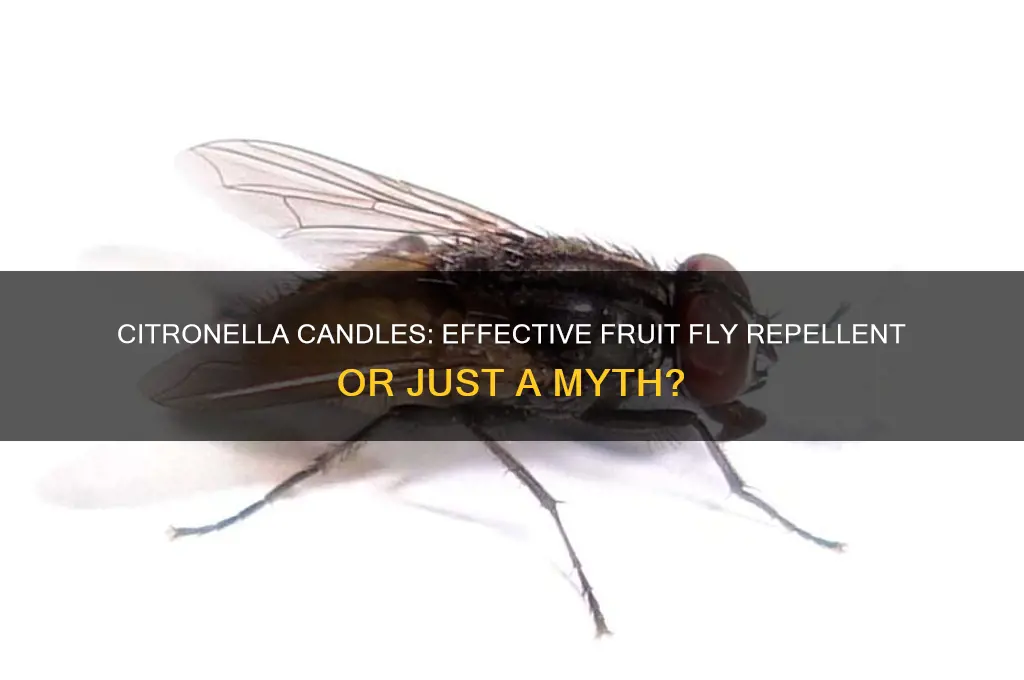 do citronella candles work for fruit frlies
