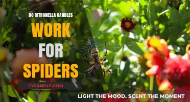 Do Citronella Candles Repel Spiders? Uncovering the Truth