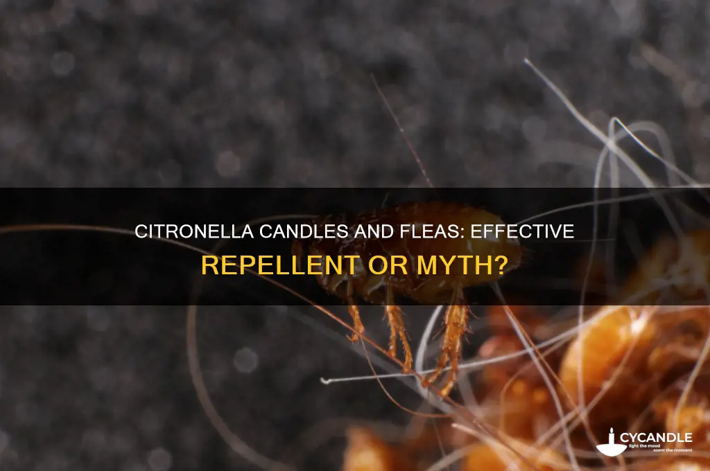 do citronella candles work on fleas