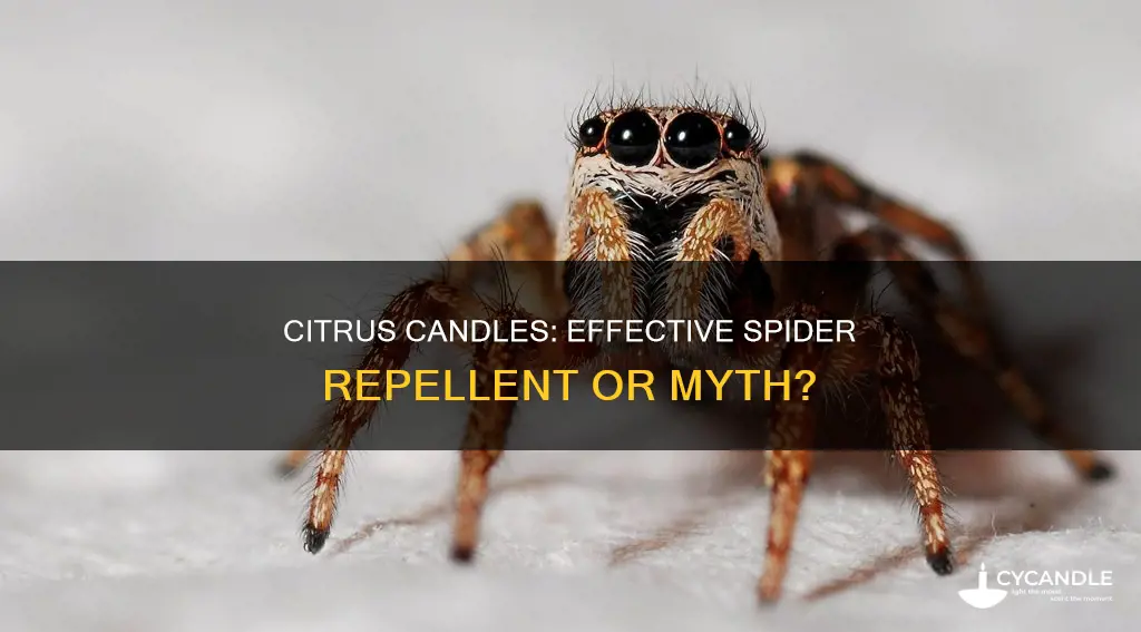 do citrus candles keep spiders away