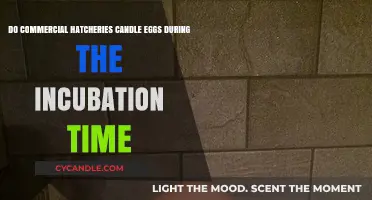 Candling Eggs: Commercial Hatcheries' Incubation Secrets