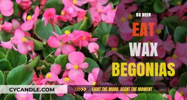 Deer's Diet Dilemma: Do They Really Eat Wax Begonias?