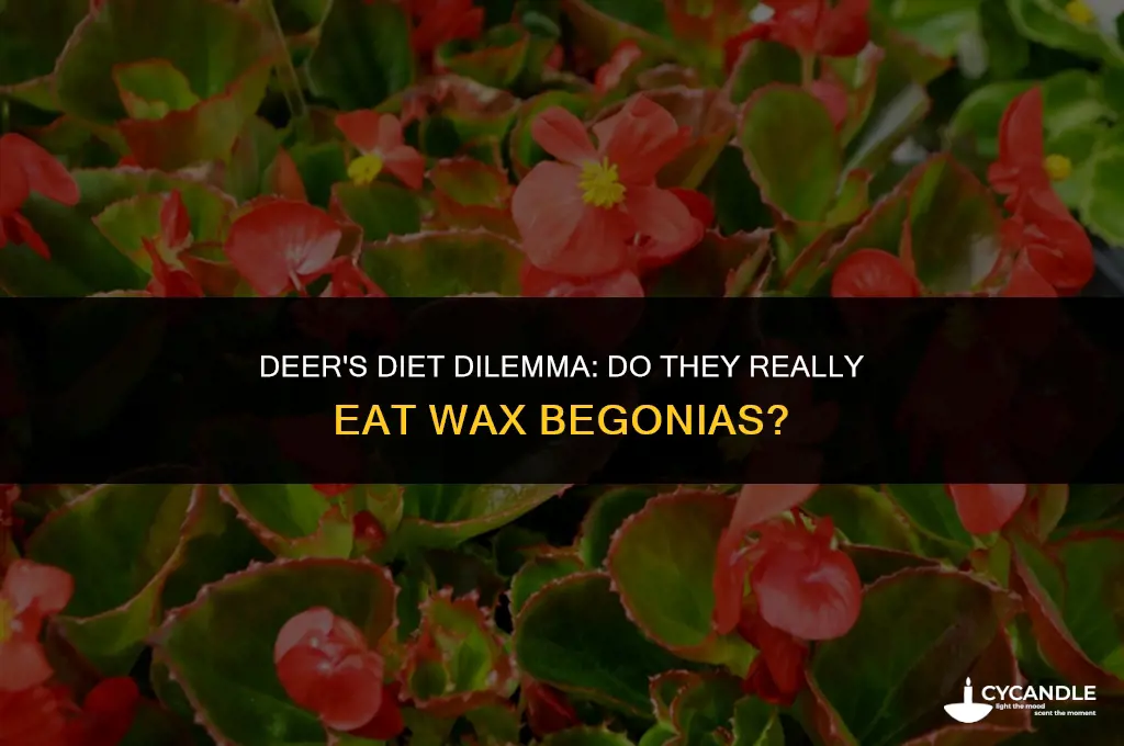 do deer eat wax begonias