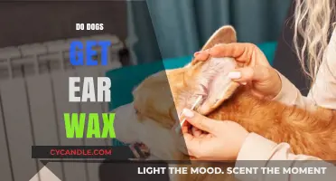 Do Dogs Get Ear Wax? Understanding Canine Ear Health