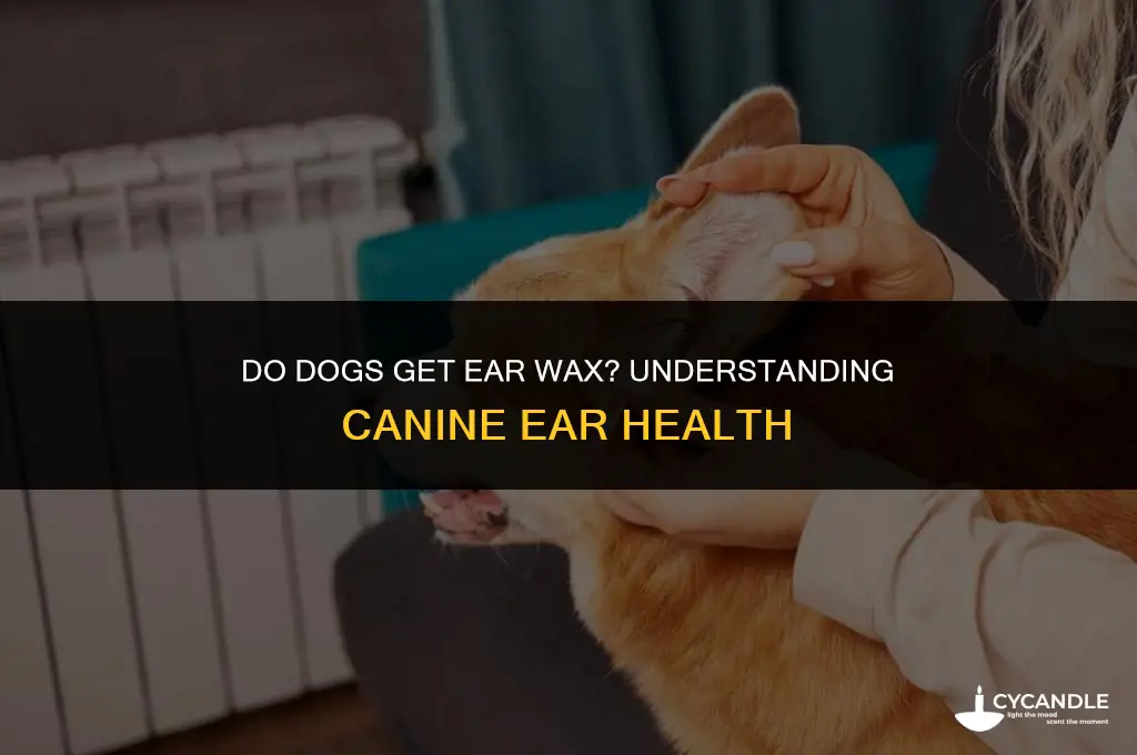 do dogs get ear wax