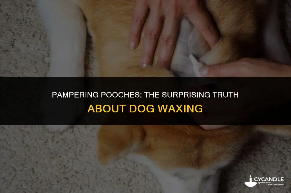 do dogs get waxed