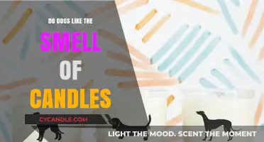 Candle Scents: Do Dogs Enjoy Them?