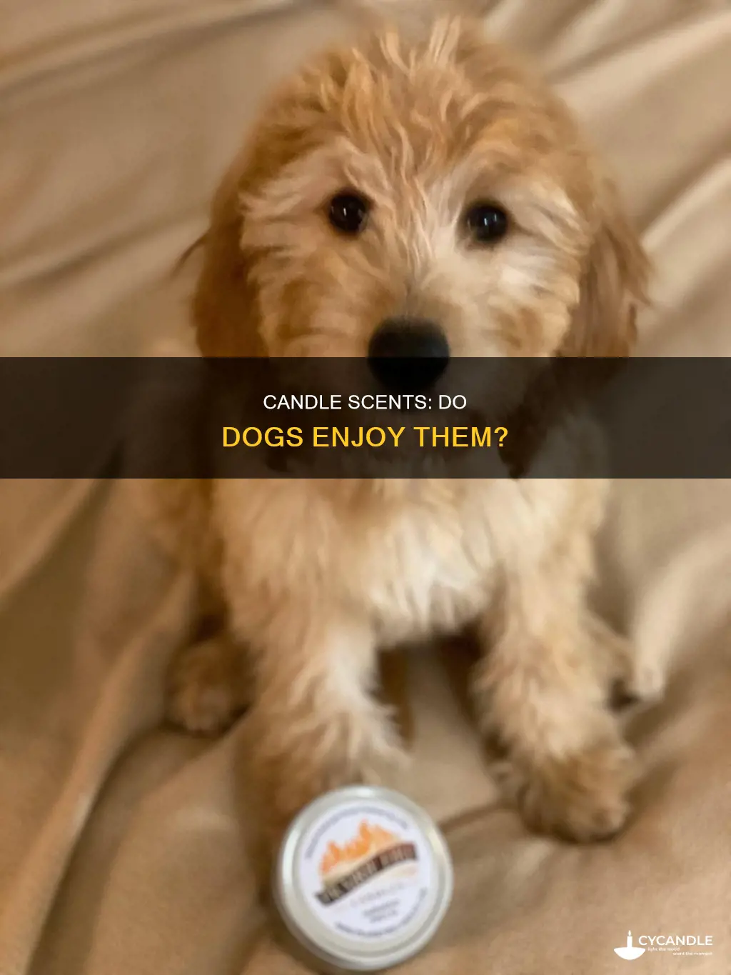 do dogs like the smell of candles