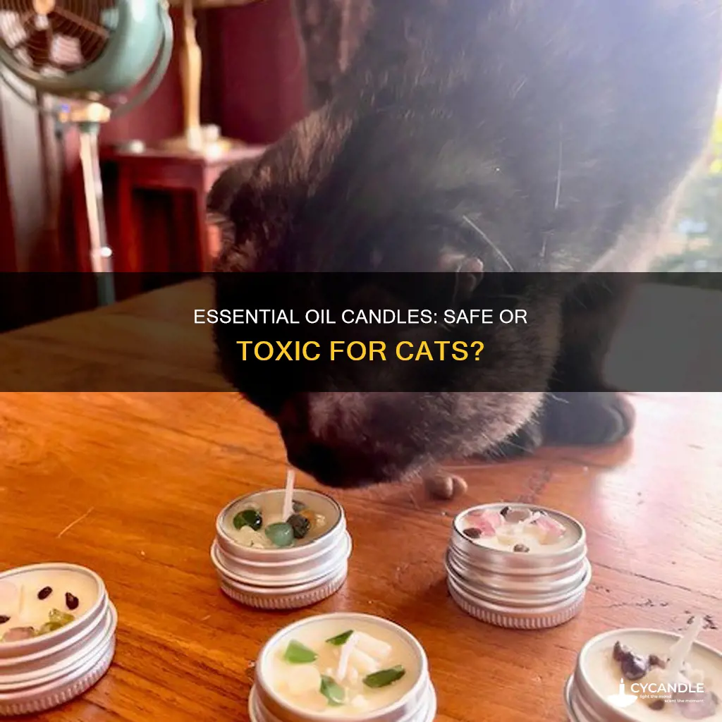 do essential oil candles hurt cats