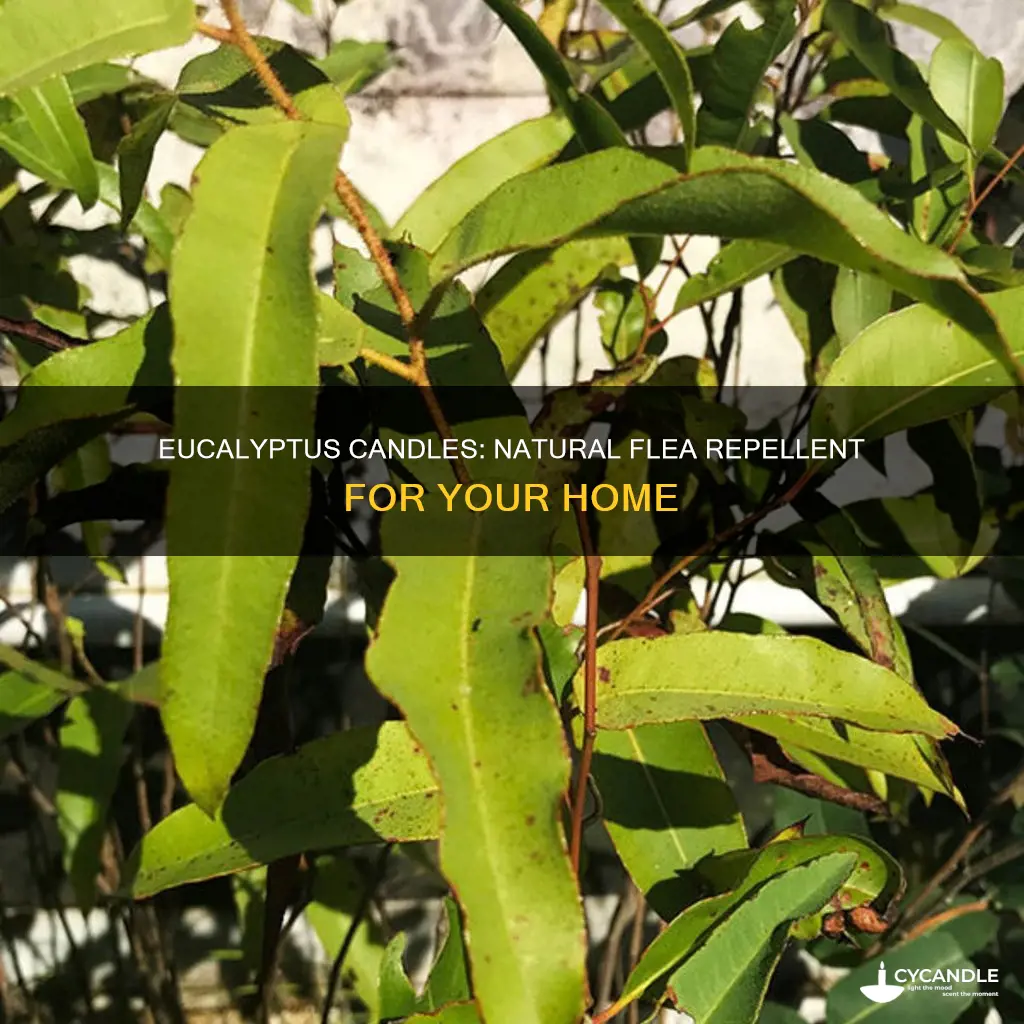 do eucalyptus candles repel fleas