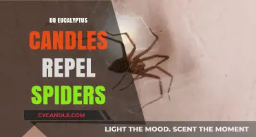 Eucalyptus Candles: Effective Spider Repellent or Myth?